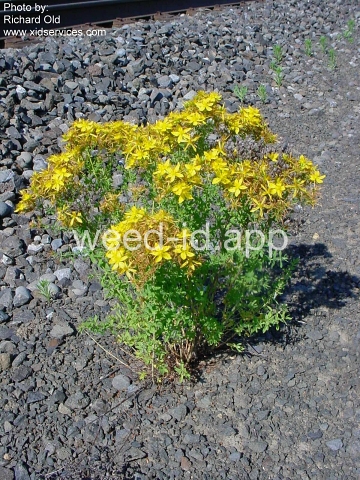 St. Johnswort, common